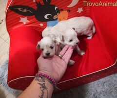 Maltipoo cuccioli - 2/2