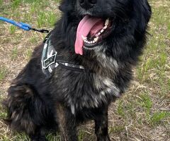  CANE METICCIO