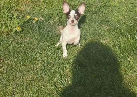 Chihuahua mini toy maschietto