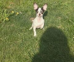 Chihuahua mini toy maschietto