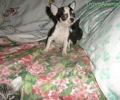 Chihuahua mini toy maschietto - 2/2