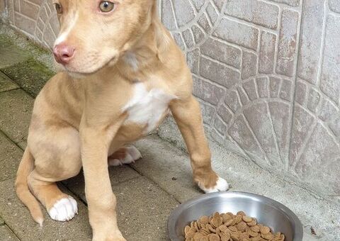  CANE METICCIO