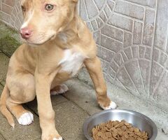  CANE METICCIO - 1/4