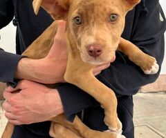  CANE METICCIO - 2/4