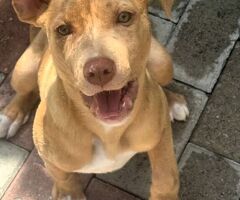  CANE METICCIO - 3/4