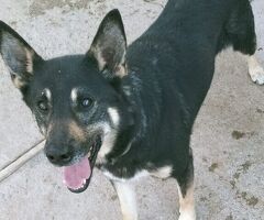  ULISSE HA BISOGNO DI UNA FAMIG - 1/3