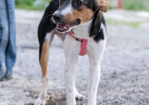  GEA CUCCIOLA MIX JACK RUSSEL