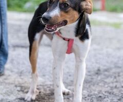  GEA CUCCIOLA MIX JACK RUSSEL