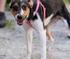  GEA CUCCIOLA MIX JACK RUSSEL - 2/3