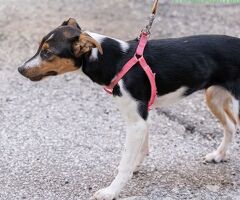  GEA CUCCIOLA MIX JACK RUSSEL - 3/3