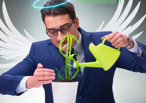 St\'creando una area protetta per i nostri animali