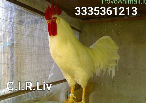 Galline Livornesi Selezionate