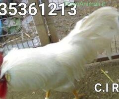 Galline Livornesi Selezionate - 3/4