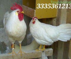 Galline Livornesi Selezionate - 4/4