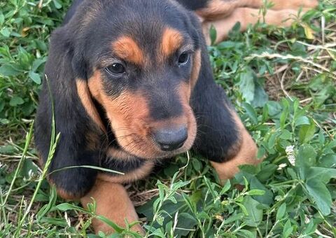 Cucciola femmina segugio sviz