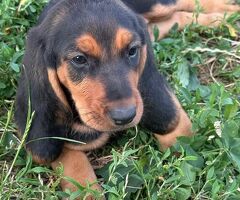 Cucciola femmina segugio sviz - 1/4