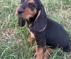 Cucciola femmina segugio sviz - 3/4