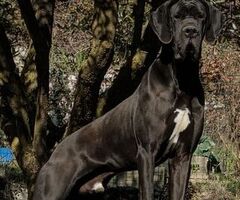 Cane alani - 2/2