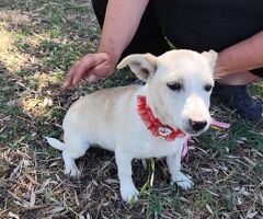  RIA 5 mesi taglia piccola 6 kg - 4/4