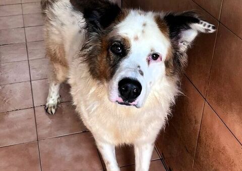  CANE METICCIO