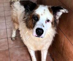  CANE METICCIO - 1/4