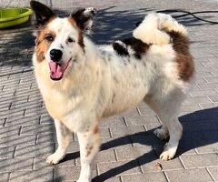  CANE METICCIO - 2/4