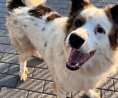  CANE METICCIO - 3/4