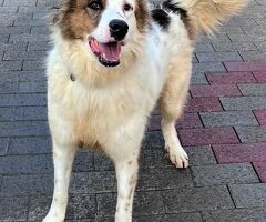  CANE METICCIO - 4/4