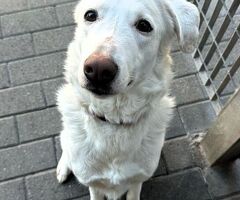  CAGNOLINA METICCIA - 2/4