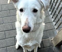  CAGNOLINA METICCIA - 4/4
