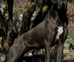 Alani  neri grigi e arlecchini - 4/4