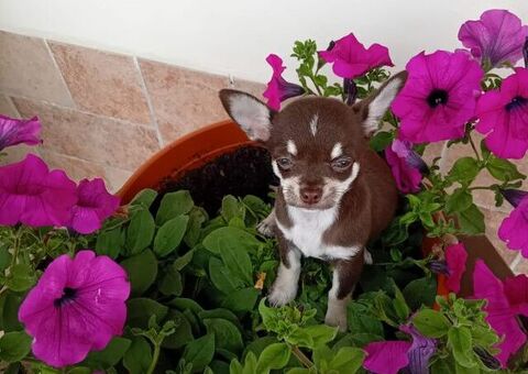 Chihuahua toy femminuccia