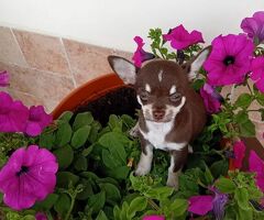 Chihuahua toy femminuccia - 1/3