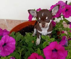 Chihuahua toy femminuccia - 2/3