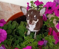 Chihuahua toy femminuccia - 3/3