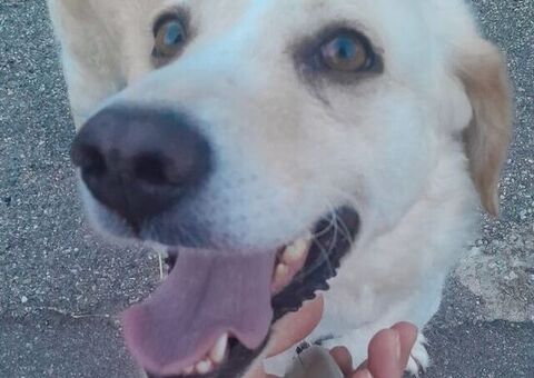  NEVE CAGNOLINA ADATTA A TUTTI