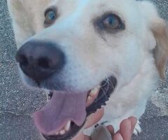  NEVE CAGNOLINA ADATTA A TUTTI - 1/3