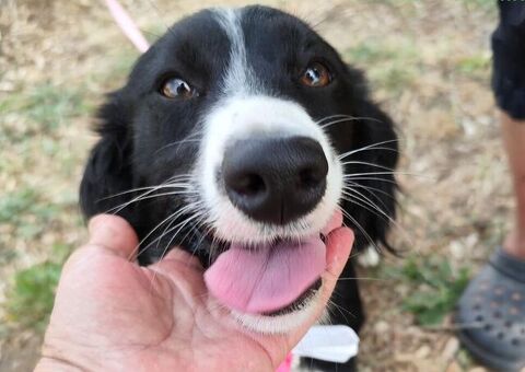  LUNA 2 anni mix Border Collie