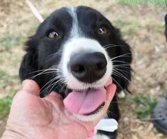  LUNA 2 anni mix Border Collie - 1/4