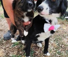  LUNA 2 anni mix Border Collie - 2/4