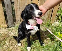  LUNA 2 anni mix Border Collie - 3/4