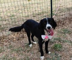  LUNA 2 anni mix Border Collie - 4/4
