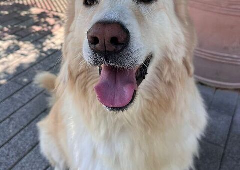  CANE METICCIO