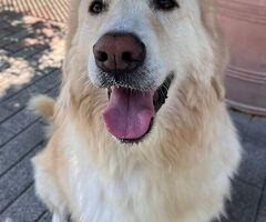  CANE METICCIO - 1/4