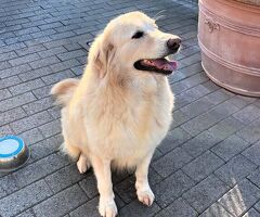  CANE METICCIO - 2/4