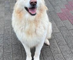 CANE METICCIO - 3/4