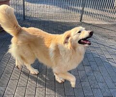  CANE METICCIO - 4/4