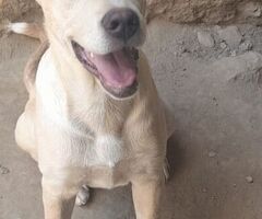  MASHA ASPETTA UNA MAMMA - 4/4