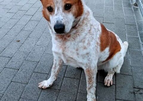  CANE METICCIO