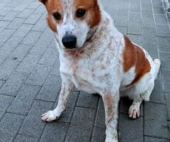  CANE METICCIO
